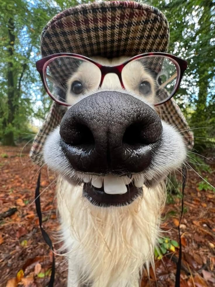 Chien heureux avec un jouet